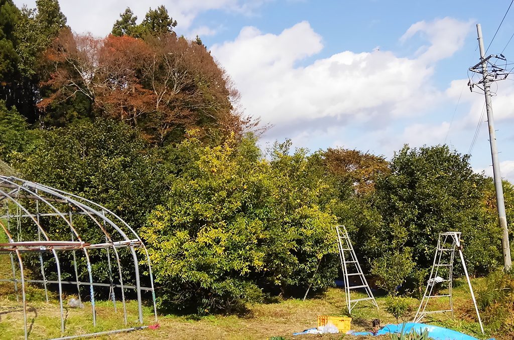 この日お世話になったお宅のゆずの木